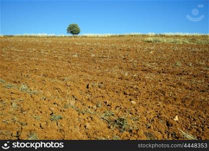 Lonely tree and plowed land, Turkey