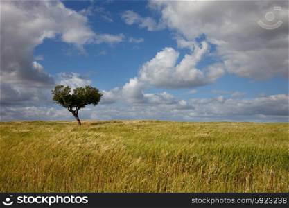 lonely tree at a farm in alentejo, the south of Portugal, typical landscape