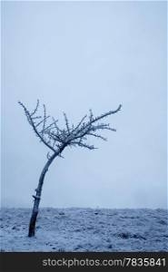 Lonely tree at Demerdzhi mountain, Crimea, Ukraine