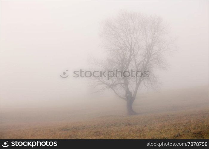 Lonely tree at foggy morning