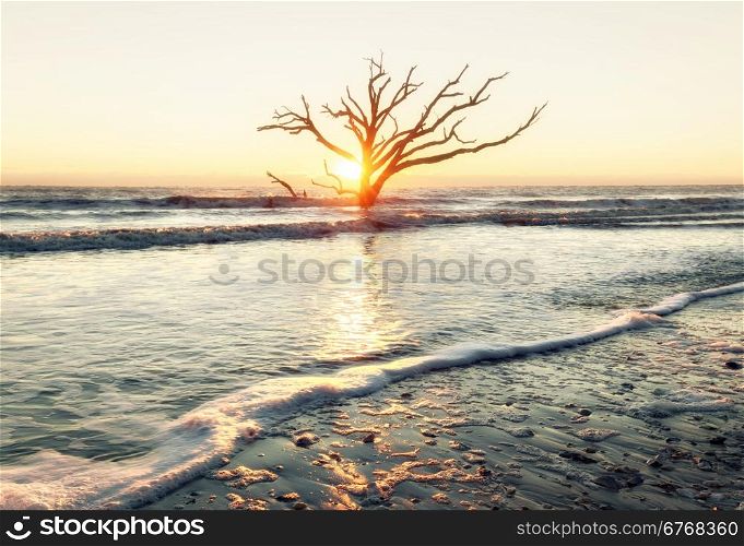 Lonely tree at sunrise. Botany Bay beach, Edisto Island, South Carolina, USA