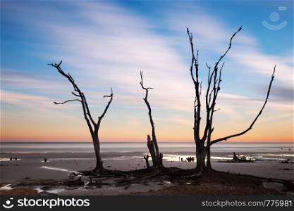 Lonely tree at sunrise. Botany Bay beach, Edisto Island, South Carolina, USA