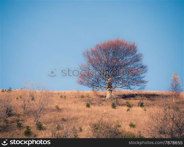 Lonely tree at the autumn mountain hill