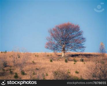 Lonely tree at the autumn mountain hill