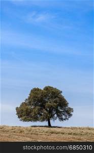 Lonely tree at the hill over blue sky