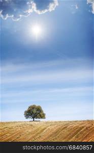 Lonely tree at the hill over blue sunny sky