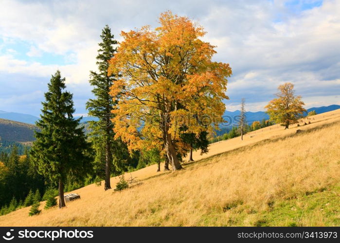 Lonely tree group on autumn Carpathian mountainside