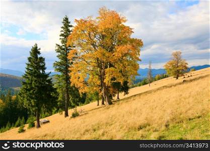 Lonely tree group on autumn Carpathian mountainside