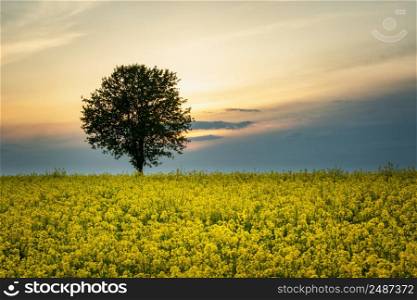 Lonely tree growing in a yellow rape field, Czulczyce, Lubelskie, Poland