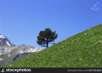 Lonely tree growing on the slope of the mountain