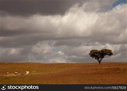 lonely tree in a alentejo farm, the south of portugal