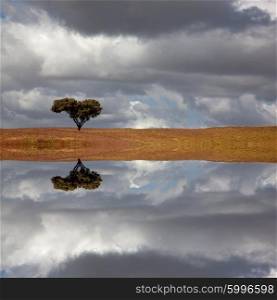 lonely tree in a alentejo farm, the south of portugal