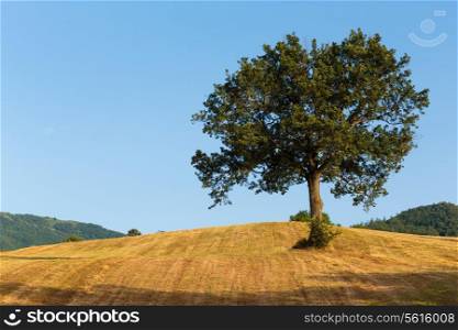 lonely tree in a field