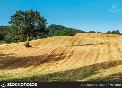 lonely tree in a field