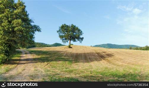 lonely tree in a field in Tuscany