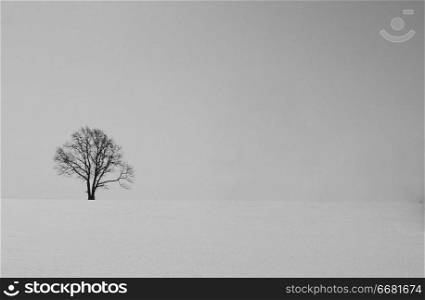 lonely tree in a field in winter