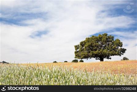Lonely tree in a green field over a blue sky during springtime; Maroc.