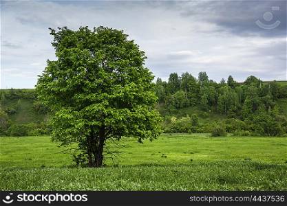 Lonely tree in a green valley