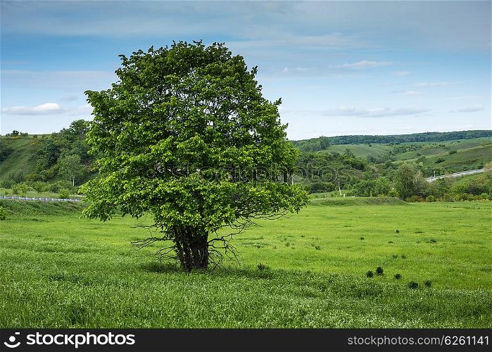 Lonely tree in a green valley