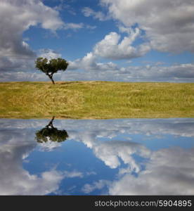 lonely tree in alentejo, the south of portugal