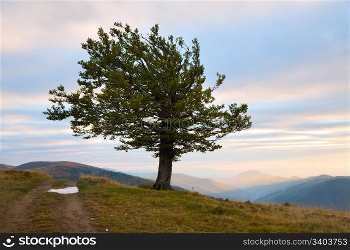 Lonely tree in evening autumn mountain (Carpathian Mountains, Ukraine) and country road.