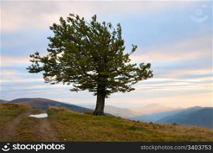 Lonely tree in evening autumn mountain (Carpathian Mountains, Ukraine) and country road.
