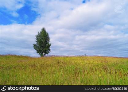 Lonely tree in grass field and cloudy sky. Lonely tree in grass field