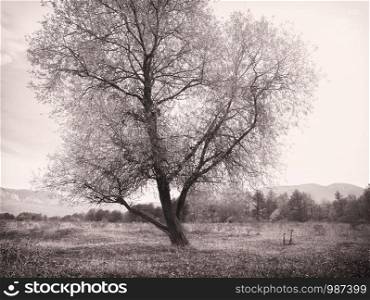 Lonely tree in meadow mountain. Composition of nature.