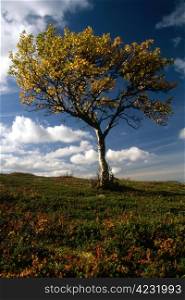 Lonely tree in mountain of autumn. Blue sky and yellow leaves.