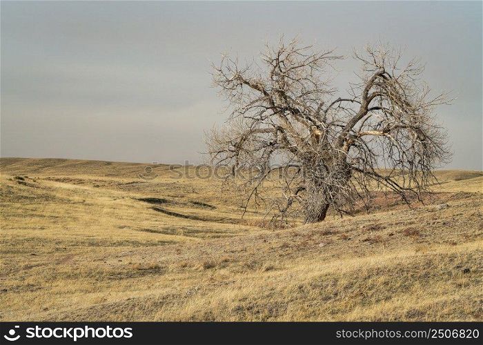lonely tree in northern Colorado grassland, early spring scenery in Soapstone Prairie Natural Area near Fort Collins