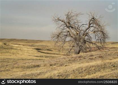 lonely tree in northern Colorado grassland, early spring scenery in Soapstone Prairie Natural Area near Fort Collins