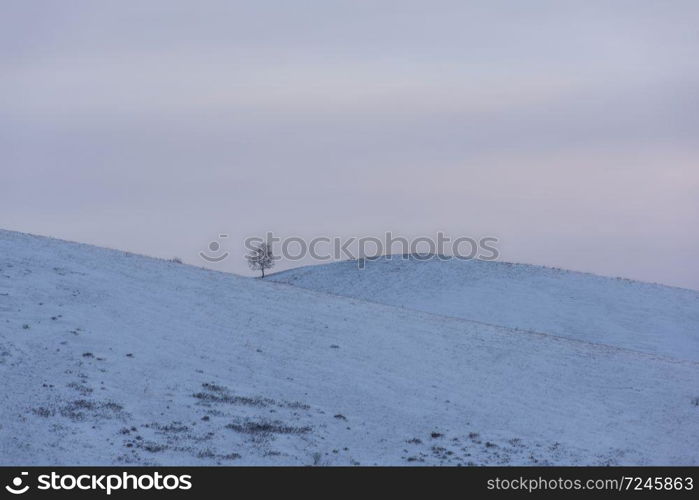 Lonely tree in snowy Altai mountains. Lonely tree in snowy Altai