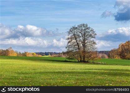 Lonely tree in the field in autumn landscape. Lonely tree in autumn landscape