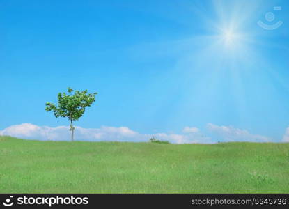 Lonely tree in the field with green grass, sun, blue sky and clouds