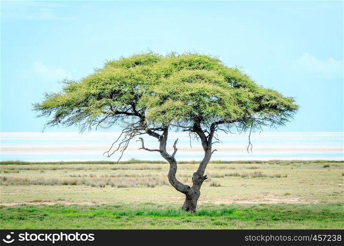 Lonely tree in the grass in front of a salt lake in the Etosha National Park, Namibia.