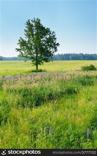 Lonely tree in the meadow in the spring.