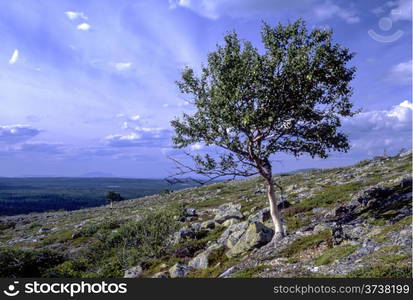 Lonely tree in the mountain