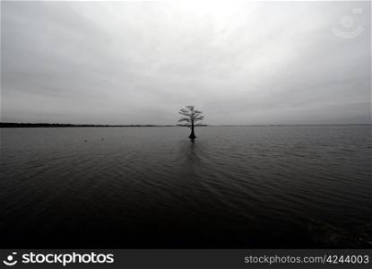 lonely tree in water