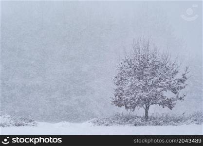 Lonely tree in winter snowfall in forest.