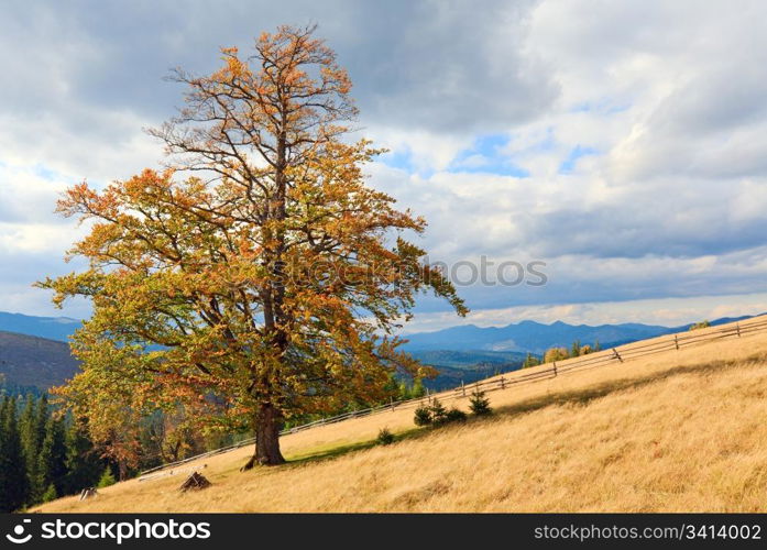 Lonely tree on autumn mountainside (and sky with fleecy clouds).