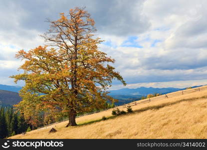 Lonely tree on autumn mountainside (and sky with fleecy clouds).