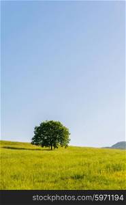 Lonely tree on bright summer day