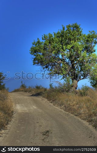 Lonely tree on rural road. The sated blue sky and footprint at road