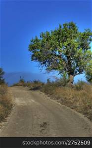 Lonely tree on rural road. The sated blue sky and footprint at road