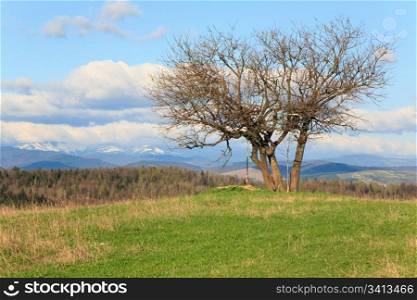 Lonely tree on spring mountain hill on overcast sky baground (Carpathian, Ukraine)
