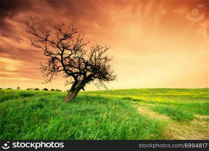 Lonely tree on sundown. Nature composition.