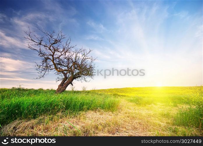 Lonely tree on sundown. Nature composition.. Lonely tree
