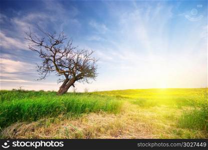 Lonely tree on sundown. Nature composition.. Lonely tree