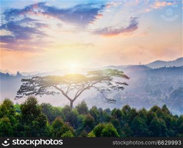 Lonely tree on sunrise in hills. Kerala, India. With lens flare. Lonely tree on sunrise in hills