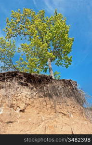 lonely tree on the edge of a cliff